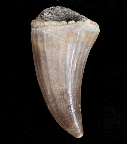 Platecarpus (Mosasaur) Tooth - Unusual Species #6529